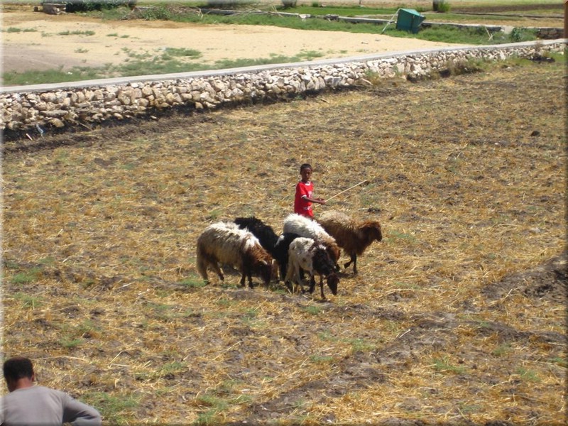 107Aegypten2007MemnonKolosse.JPG