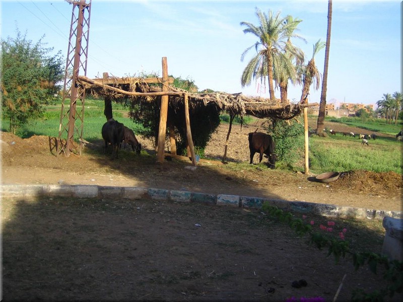 122Aegypten2007KutschenfahrtLuxor.JPG