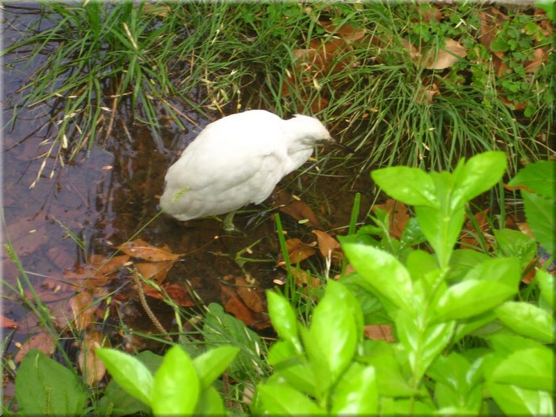 513Aegypten2007BotanischerGartenAssuan.JPG