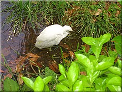 513Aegypten2007BotanischerGartenAssuan.JPG