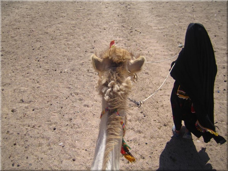 662Aegypten2007QuadtourKamelreiten.JPG