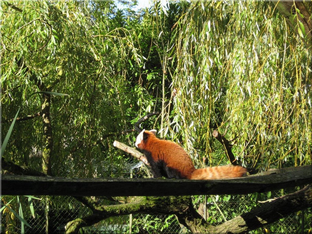 3_Thoiry_2012_016aRoterPanda.JPG