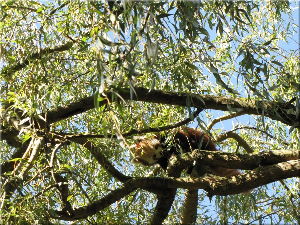 3_Thoiry_2012_017RoterPanda.JPG