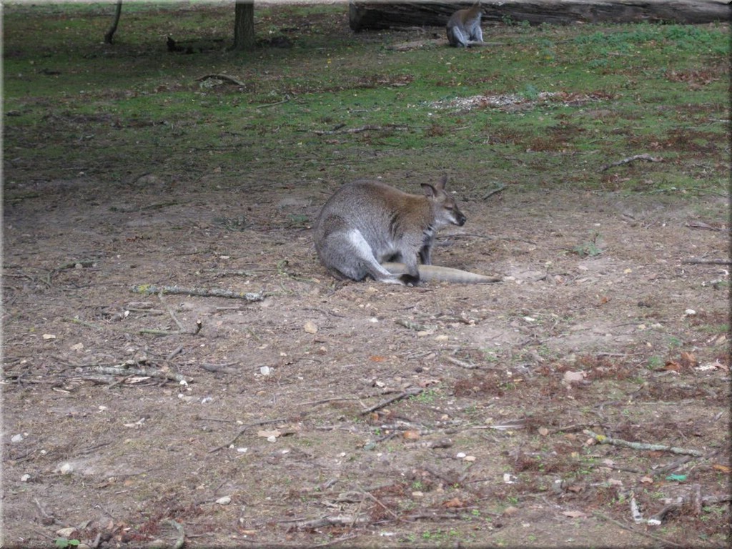 3_Thoiry_2012_046Wallaby.JPG