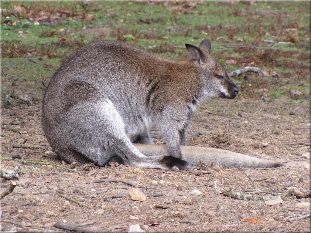 3_Thoiry_2012_047Wallaby.JPG