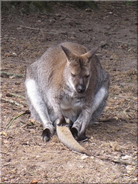 3_Thoiry_2012_048Wallaby.JPG