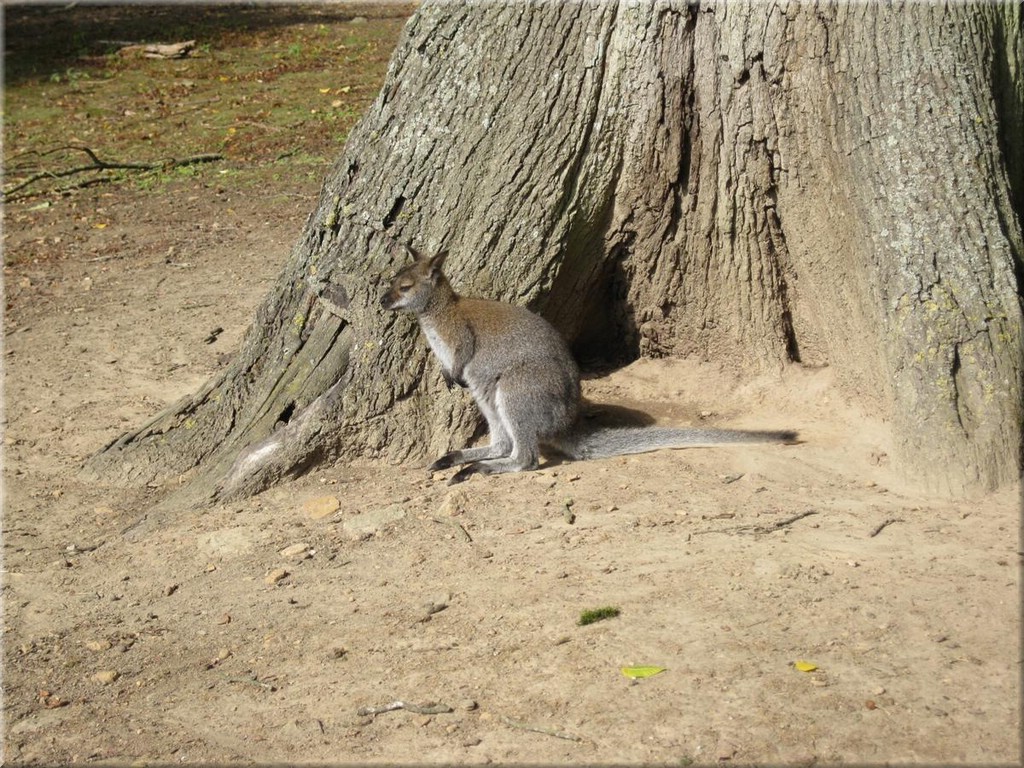 3_Thoiry_2012_050Wallaby.JPG