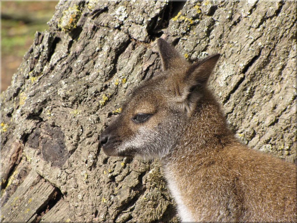 3_Thoiry_2012_051Wallaby.JPG