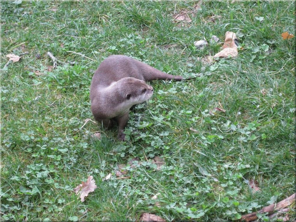 3_Thoiry_2012_080Otter.JPG