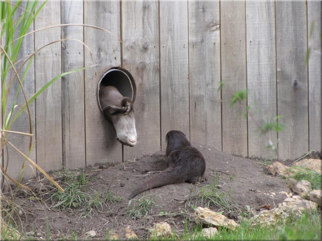 3_Thoiry_2012_081Otter.JPG