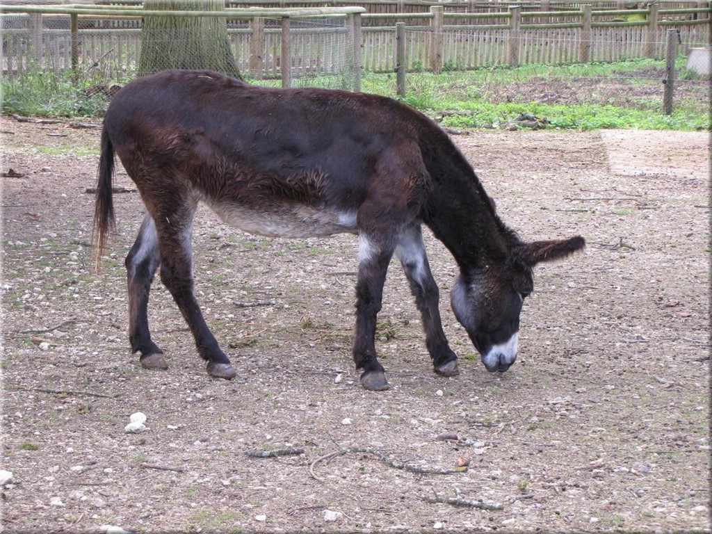 3_Thoiry_2012_112Esel.JPG