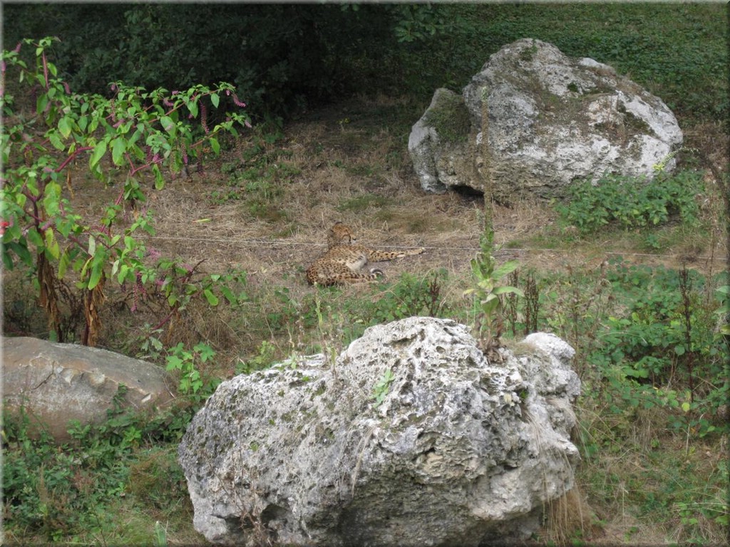 3_Thoiry_2012_118Gepard.JPG