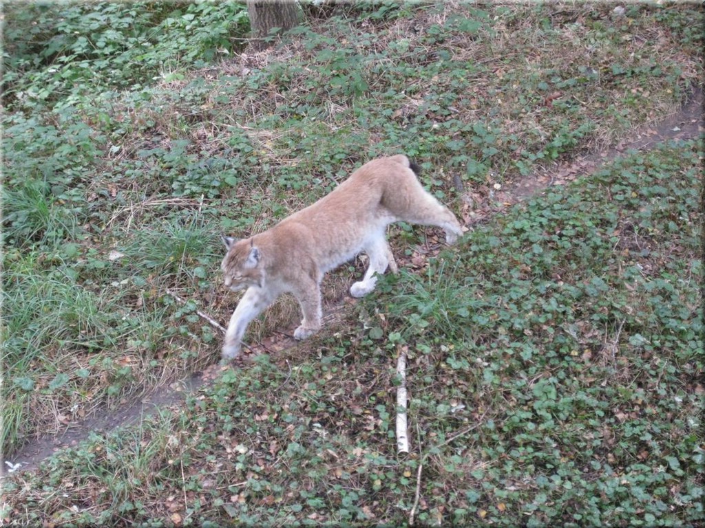 3_Thoiry_2012_119Luchs.JPG