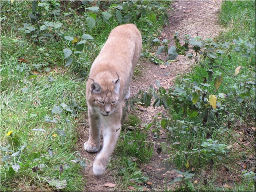 3_Thoiry_2012_120Luchs.JPG