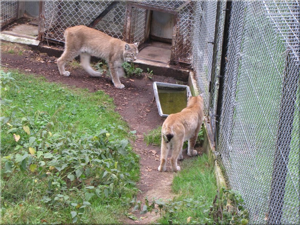 3_Thoiry_2012_121Luchs.JPG