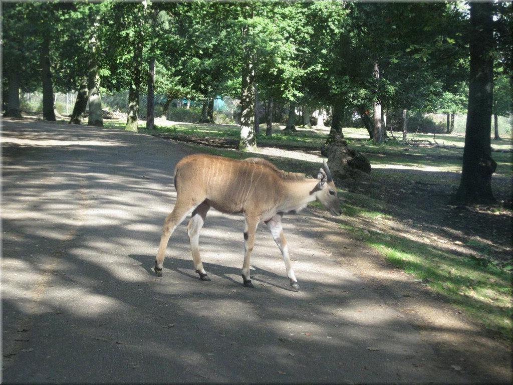 3_Thoiry_2012_172.JPG