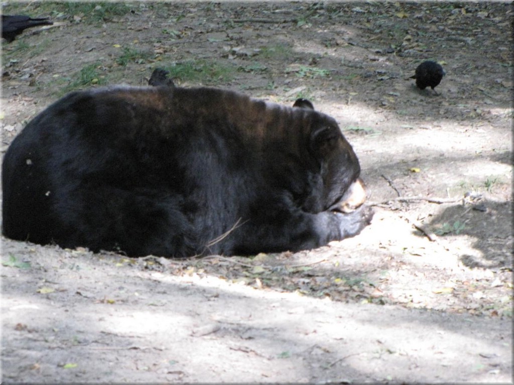 3_Thoiry_2012_203.JPG