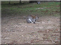 3_Thoiry_2012_046Wallaby.JPG