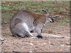 3_Thoiry_2012_047Wallaby.JPG