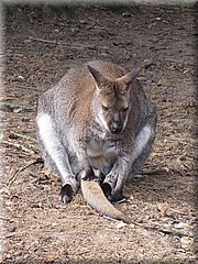 3_Thoiry_2012_048Wallaby.JPG