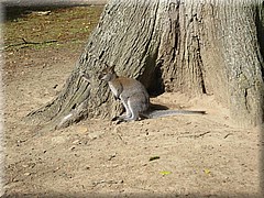 3_Thoiry_2012_050Wallaby.JPG