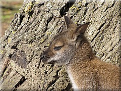 3_Thoiry_2012_051Wallaby.JPG