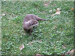 3_Thoiry_2012_080Otter.JPG