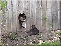 3_Thoiry_2012_081Otter.JPG