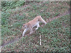 3_Thoiry_2012_119Luchs.JPG