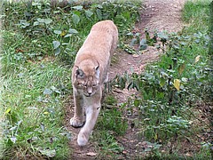 3_Thoiry_2012_120Luchs.JPG