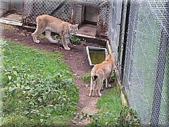 3_Thoiry_2012_121Luchs.JPG