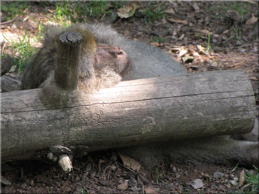 IMG_4007.JPG