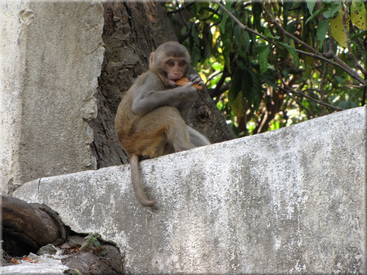 2013_04_19_Kathmandu0034.JPG