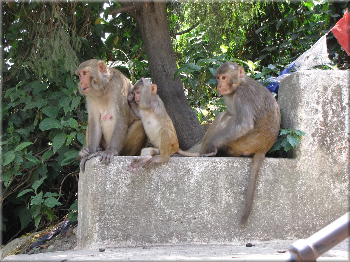 2013_04_19_Kathmandu0037.JPG