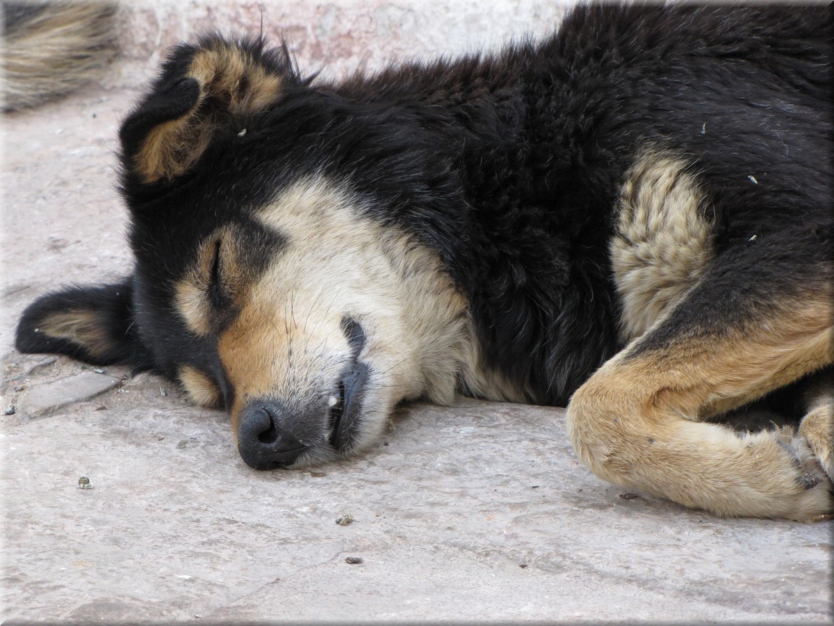 2013_04_19_Kathmandu0055.JPG