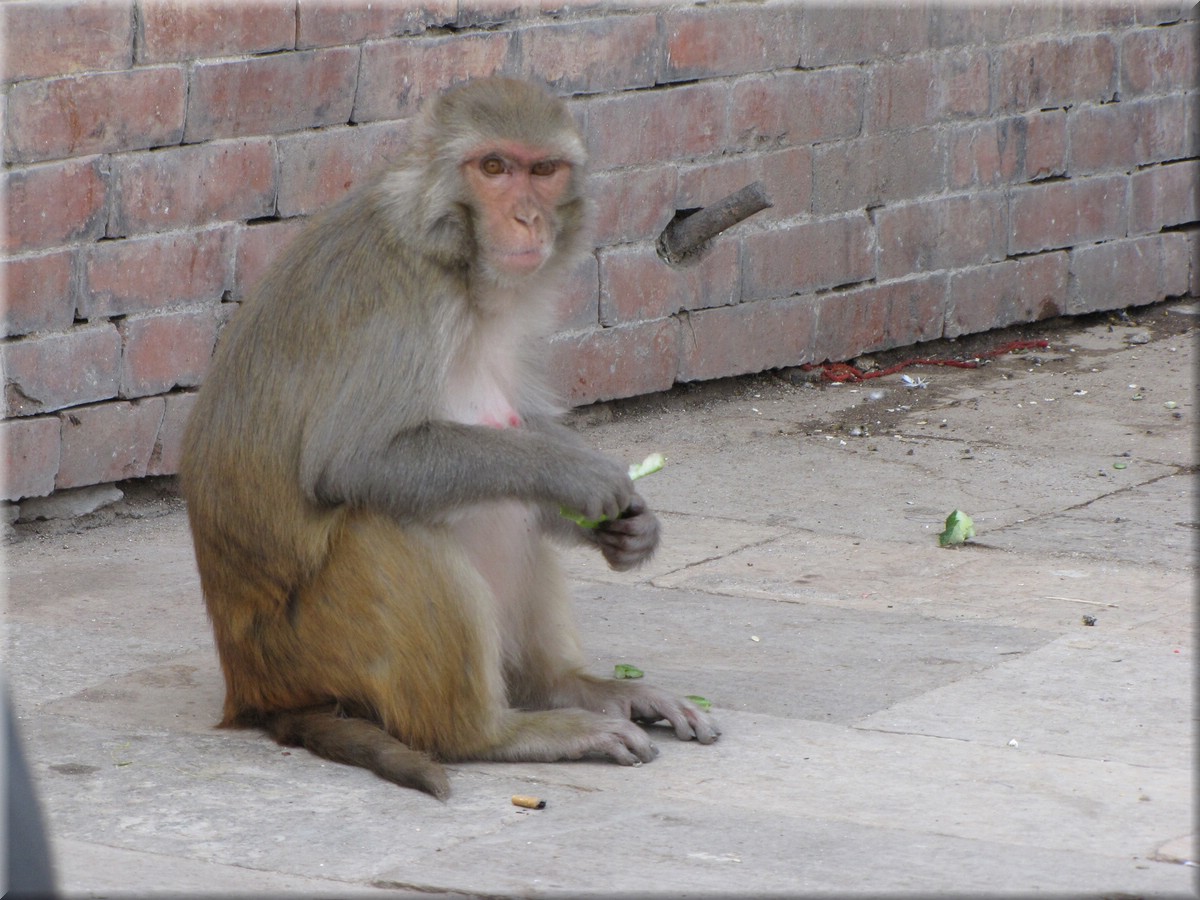 2013_04_19_Kathmandu0131.JPG