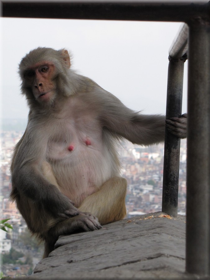 2013_04_19_Kathmandu0134.JPG