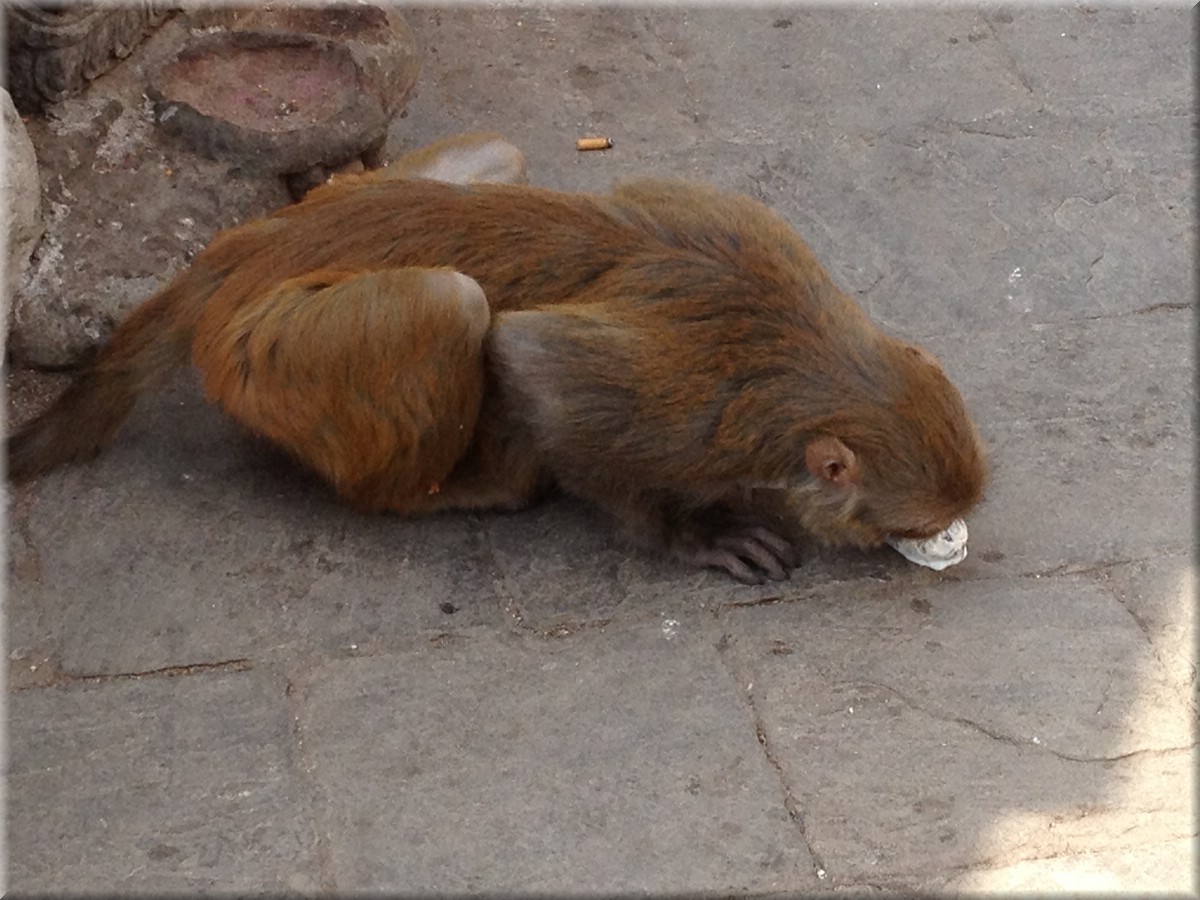 2013_04_19_Kathmandu_Swayambhunath_oder_monkey_temple1024_Eis_gemopst.JPG