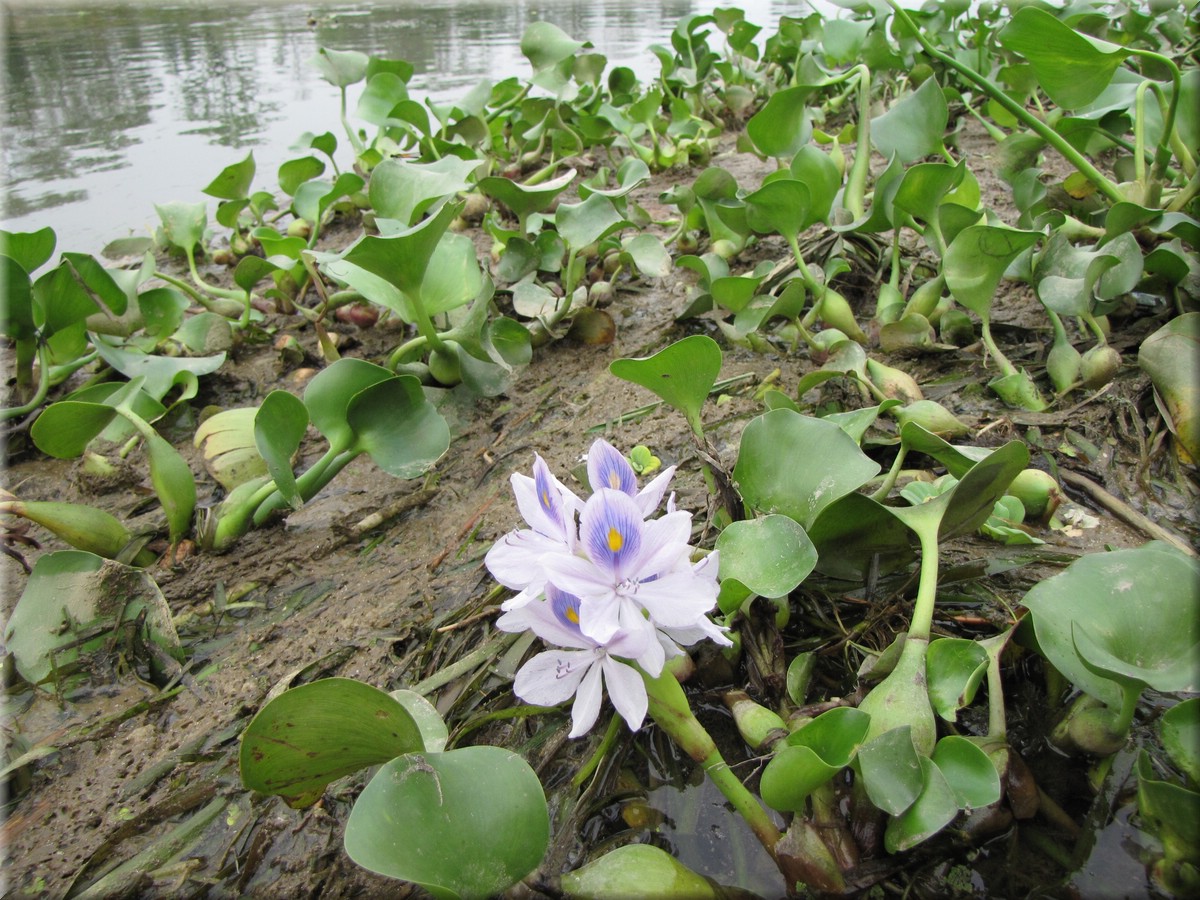 2013_04_20_Chitwan_NationalPark_JungleSafari0049.JPG