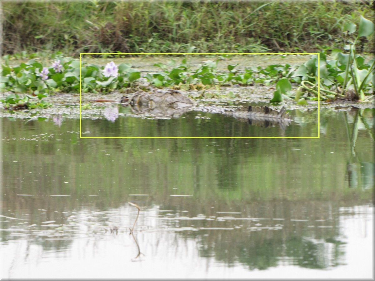 2013_04_20_Chitwan_NationalPark_JungleSafari0051.JPG
