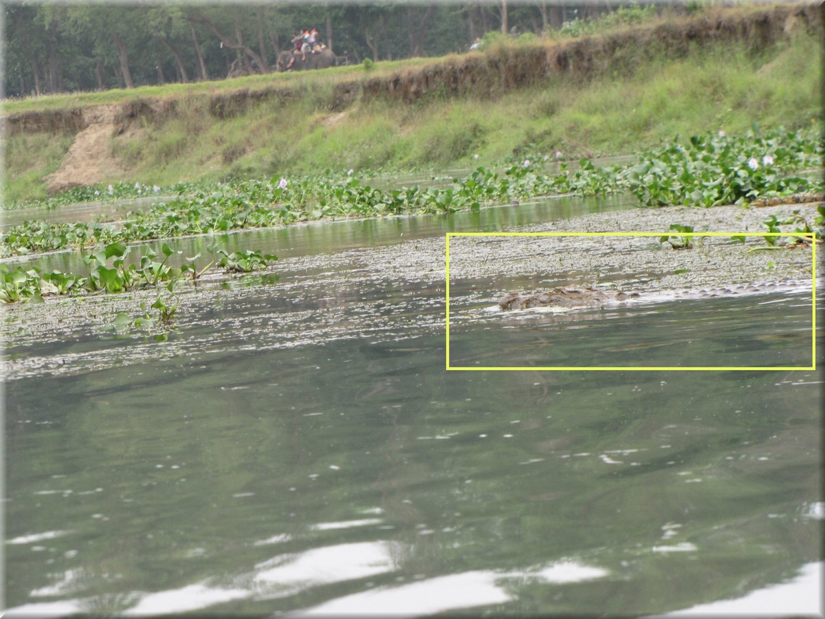 2013_04_20_Chitwan_NationalPark_JungleSafari0052.JPG