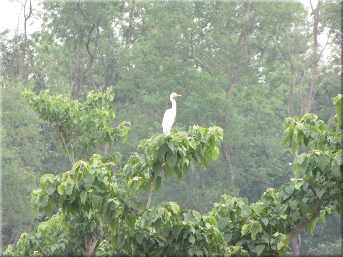 2013_04_20_Chitwan_NationalPark_JungleSafari0053.JPG