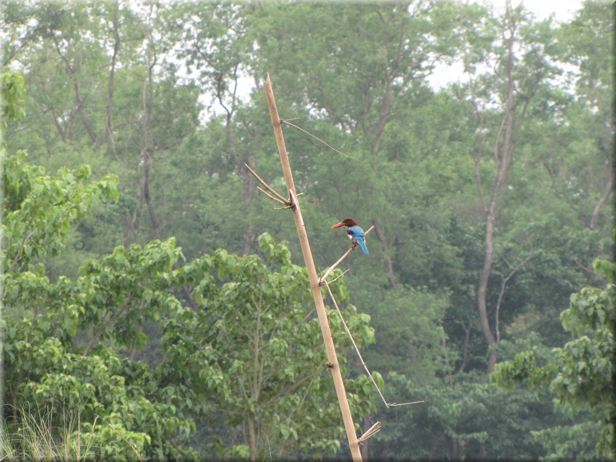 2013_04_20_Chitwan_NationalPark_JungleSafari0055.JPG