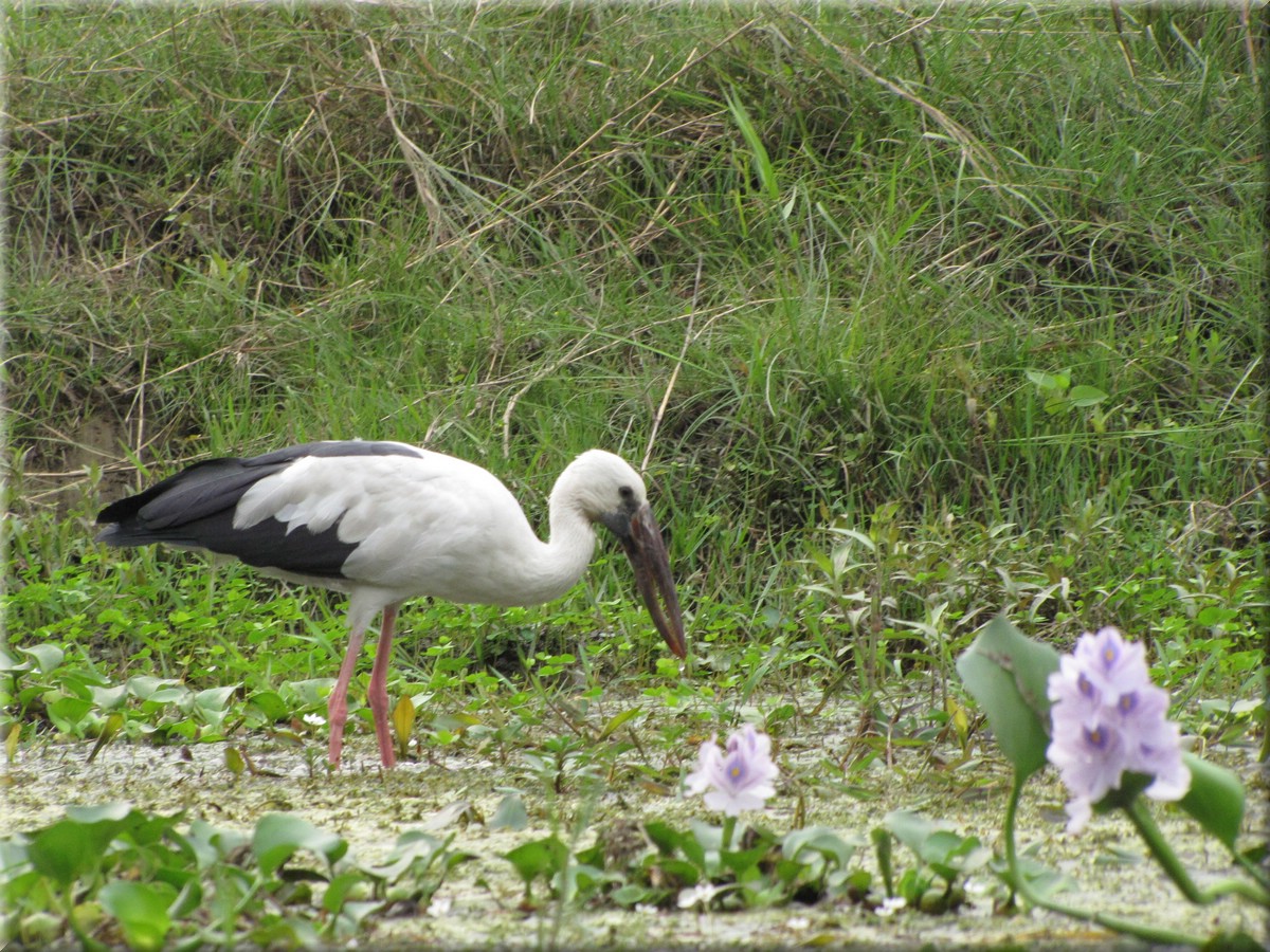 2013_04_20_Chitwan_NationalPark_JungleSafari0058.JPG