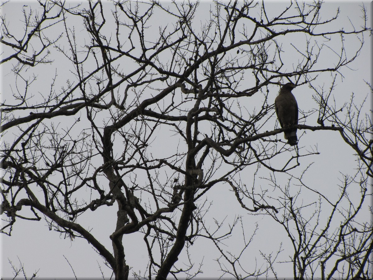2013_04_20_Chitwan_NationalPark_JungleSafari0064.JPG
