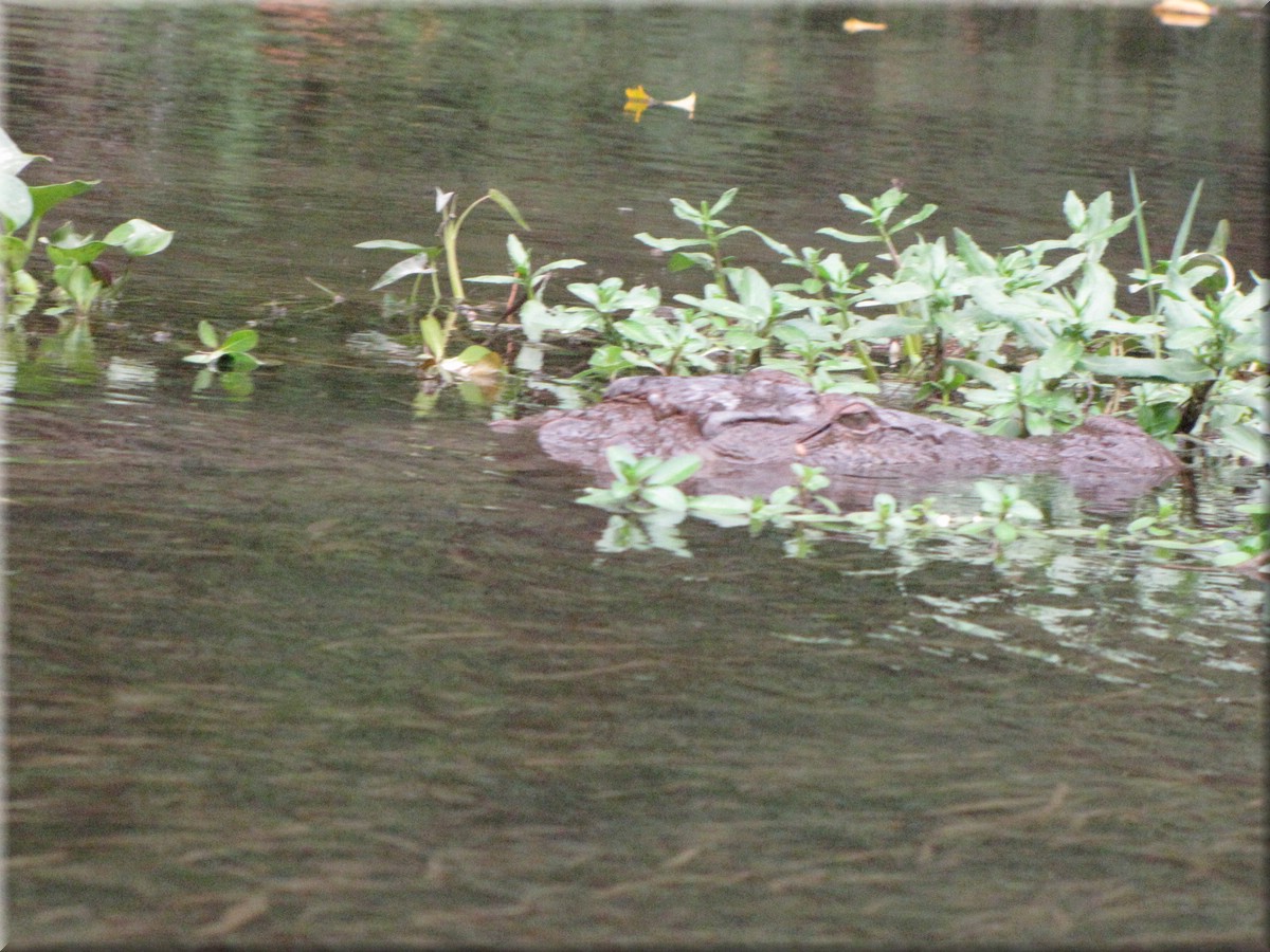 2013_04_20_Chitwan_NationalPark_JungleSafari0068.JPG