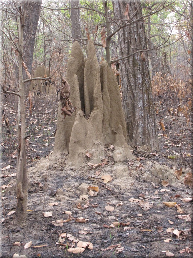 2013_04_20_Chitwan_NationalPark_JungleSafari0071.JPG