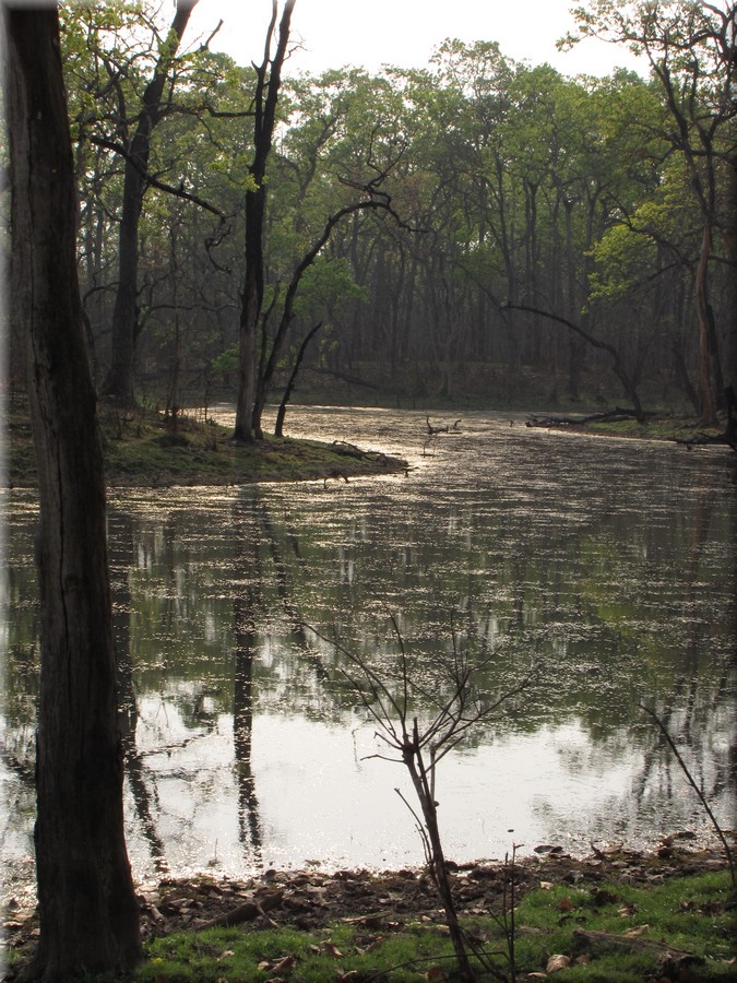 2013_04_20_Chitwan_NationalPark_JungleSafari0072.JPG