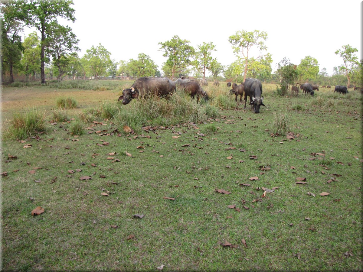 2013_04_20_Chitwan_NationalPark_JungleSafari0076.JPG