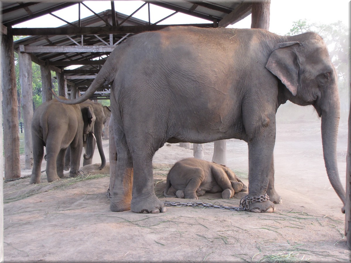 2013_04_20_Chitwan_NationalPark_JungleSafari0080_hinten_2jaehrige_Twins.JPG
